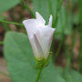 흰메꽃 : 필릴리