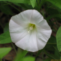 흰메꽃 : 필릴리