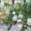 나무수국(Hydrangea paniculata Siebold for. paniculata) : 설뫼