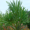 나한송(Podocarpus macrophyllus (Thunb.) D.Don) : 풀_ㅍiㄹi