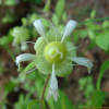 덩굴별꽃(Silene baccifera (L.) Roth) : 꽃사랑
