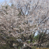 산벚나무(Prunus sargentii Rehder) : 벼루