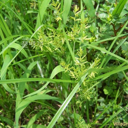 방동사니아재비(Cyperus cyperoides (L.) Kuntze) : 들국화