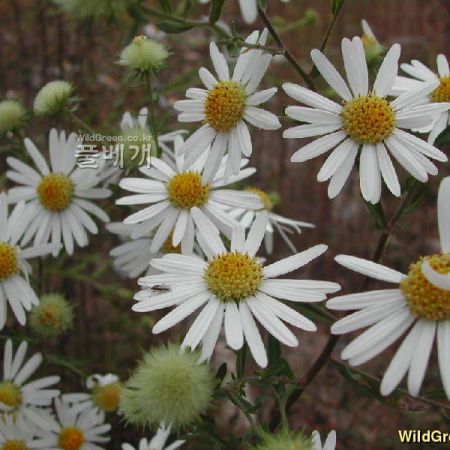 개쑥부쟁이(Aster meyendorffii (Regel & Maack) Voss) : 벼루