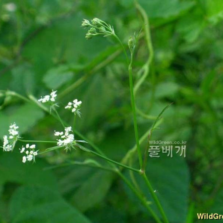 감자개발나물(Sium ninsi L.) : 들꽃사랑