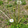 흰민들레(Taraxacum coreanum Nakai) : 둥근바위솔