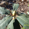 만병초(Rhododendron brachycarpum D.Don ex G.Don) : 몽블랑