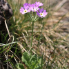 설앵초(Primula farinosa L. subsp. modesta (Bisset & S.Moore) var. koreana T.Yamaz.) : 쟈바