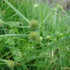 파대가리(Kyllinga brevifolia Rottb. var. leiolepis (Franch. & Sav.) H.Hara) : 산들꽃