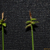 바늘사초(Carex onoei Franch. & Sav.) : 도리뫼