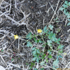개구리갓(Ranunculus ternatus Thunb.) : 무심거사