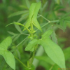 나도미꾸리낚시(Persicaria maackiana (Regel) Nakai ex Mori) : 무심거사
