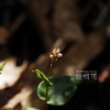이른범꼬리(Bistorta tenuicaulis (Bisset & S.Moore) Nakai) : 산들꽃