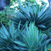 유카(Yucca gloriosa L.) : 능선따라