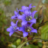용담(Gentiana scabra Bunge) : 꽃천사