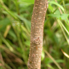 꾸지뽕나무(Cudrania tricuspidata (Carr.) Bureau ex Lavallee) : habal