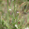 가는장대(Dontostemon dentatus (Bunge) C.A.Mey. ex Ledeb.) : 산들꽃