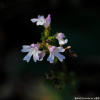 앉은좁쌀풀(Euphrasia maximowiczii Wettst.) : 산들꽃