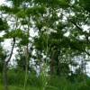 가는잎왕고들빼기(Lactuca indica L. var. laciniata (Houtt.) H.Hara f. indivisa (Maxim.) H.Hara) : 무심거사