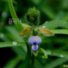 활나물(Crotalaria sessiliflora L.) : 꽃사랑