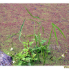 큰물개구리밥(Azolla japonica Franch. & Sav.) : 塞翁之馬