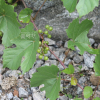 새머루(Vitis flexuosa Thunb.) : 봄까치꽃