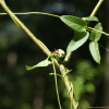 흑박주가리(Cynanchum nipponicum Matsum. var. glabrum (Nakai) H.Hara) : habal