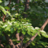 소사나무(Carpinus turczaninovii Hance) : 청암