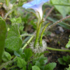 둥근잎미국나팔꽃(Ipomoea hederacea var. integriuscula A.Gray) : 여로
