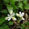 노랑무늬붓꽃(Iris odaesanensis Y.N.Lee) : 현촌
