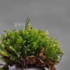 구실사리(Selaginella rossii (Baker) Warb.) : 무심거사