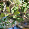 산유자나무(Xylosma japonica (Thunb.) A.Gray ex H.Ohashi) : 무심거사