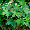 만주고로쇠(Acer truncatum Bunge) : 꽃사랑