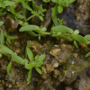 물별이끼(Callitriche palustris L.) : kplant1