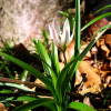 산자고(Tulipa edulis (Miq.) Baker) : 호랑나비