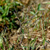바랭이(Digitaria ciliaris (Retz.) Koeler) : 들국화