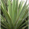 유카(Yucca gloriosa L.) : 능선따라