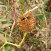 독말풀(Datura stramonium var. chalybea Koch) : 설뫼
