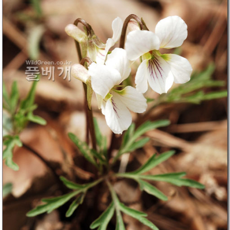 남산제비꽃(Viola albida var. chaerophylloides (Regel) F.Maek. ex Hara) : 지노