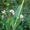 긴미꾸리낚시(Persicaria hastatosagittata (Makino) Nakai ex Mori) : 통통배