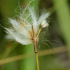 작은황새풀(Eriophorum gracile Koch) : 통통배
