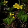 나도양지꽃(Waldsteinia ternata (Stephan) Fritsch) : 벼루