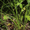 개바늘사초(Carex uda Maxim.) : 산들꽃