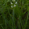 잠자리난초(Habenaria linearifolia Maxim.) : 고들빼기