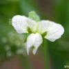 완두(Pisum sativum L.) : 둥근바위솔