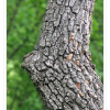 말채나무(Cornus walteri F.T.Wangerin) : 설뫼*