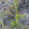 병아리방동사니(Cyperus hakonensis Franch. & Sav.) : habal