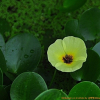 물양귀비(Hydrocleys nymphoides (Humb. & Bonpl. ex Willd.) Buchenau) : 산들꽃