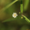 한련초(Eclipta thermalis Bunge) : 별꽃