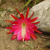 선인장(Opuntia ficus-indica Mill.) : 꽃사랑
